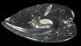 Heart Shaped Fossil Goniatite Dish #61287-1